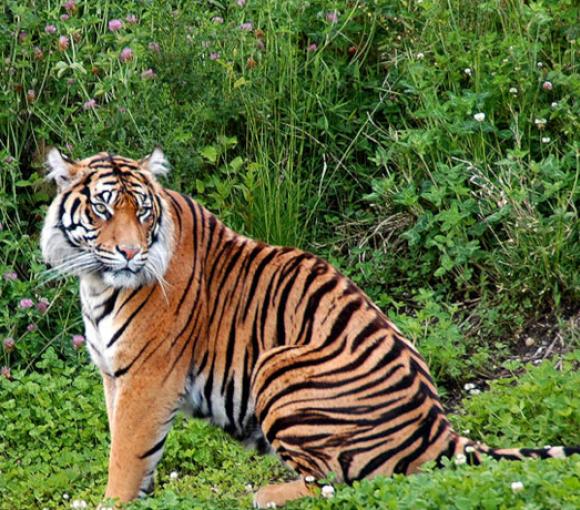 Sleeping with Tigers